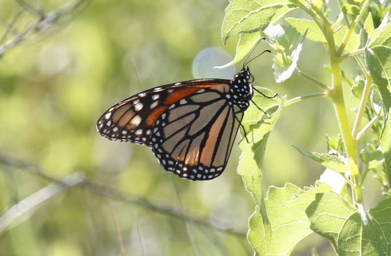 American Monarch (Danaus plexippus) Arizona - Chiricahua Mountains, Southwestern Research Station