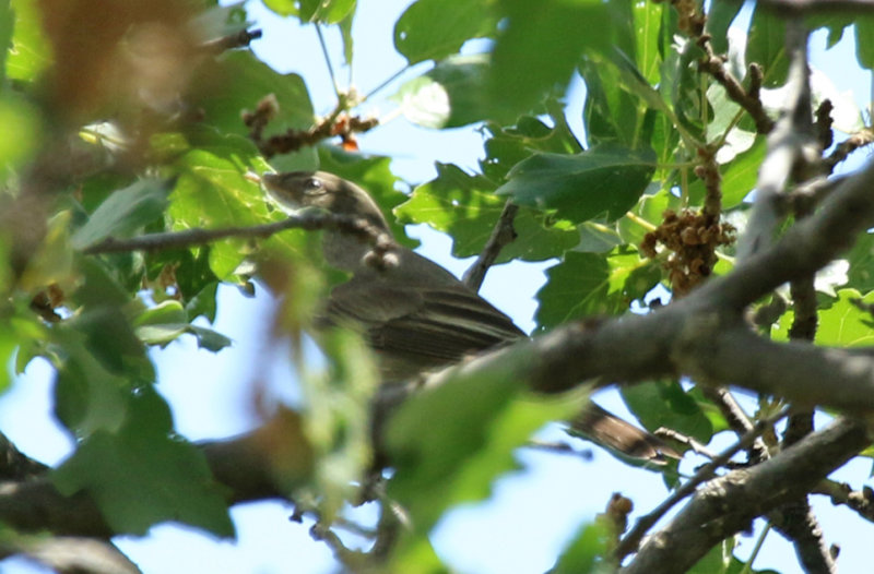 Olive-tree Warbler (Hippolais olivetorum) Greece - Evia Island