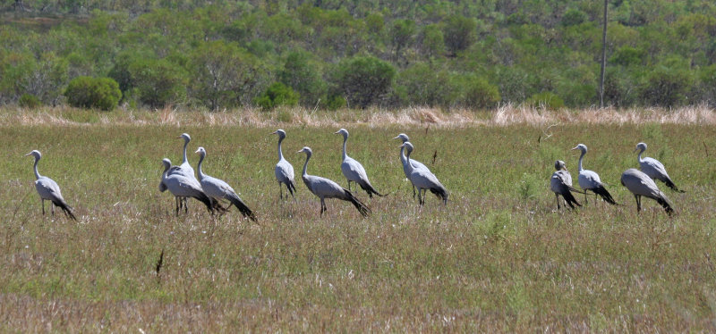 Blue Crane (Grus paradisea) Caledon, Western Cape