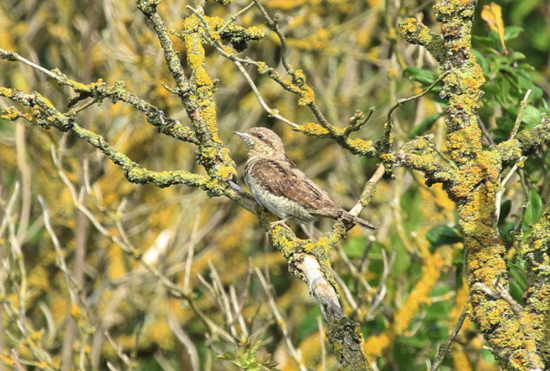 Eurasian Wryneck (Jynx torquilla) BRD - Havellandisches Luch