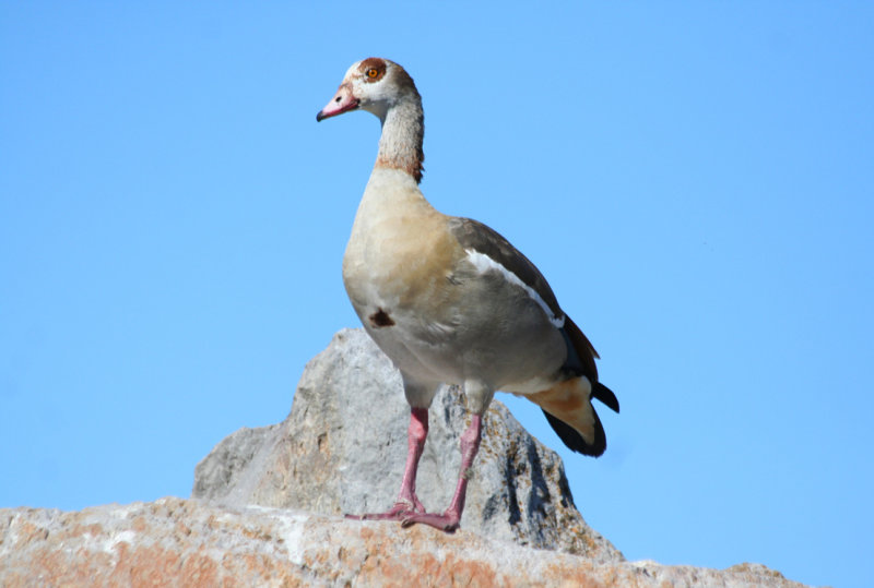 Egyptian Goose (Alopochen aegyptiaca) Betty's Bay, Western Cape - South Africa