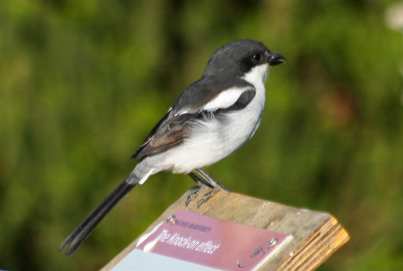 Southern Fiscal (Lanius collaris)