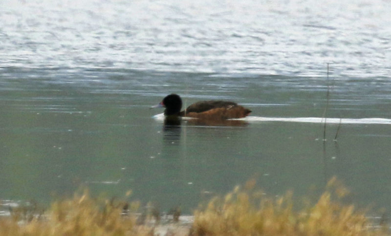 Black-headed Duck (Heteronetta atricapilla ) Chile - Región Metropolitana - Batuco Wetlands