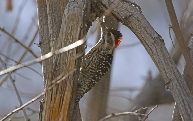 Striped Woodpecker (Veniliornis lignarius) *male* Chile - Región Metropolitana - Parque Cordillera Yerba Loca