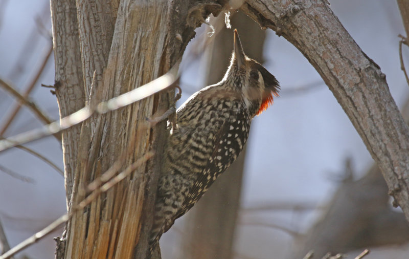Striped Woodpecker (Veniliornis lignarius) *male* Chile - Región Metropolitana - Parque Cordillera Yerba Loca
