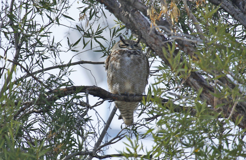 Lesser Horned Owl (Bubo magellanicus) Chile - Región Metropolitana -  Parque Cordillera Yerba Loca