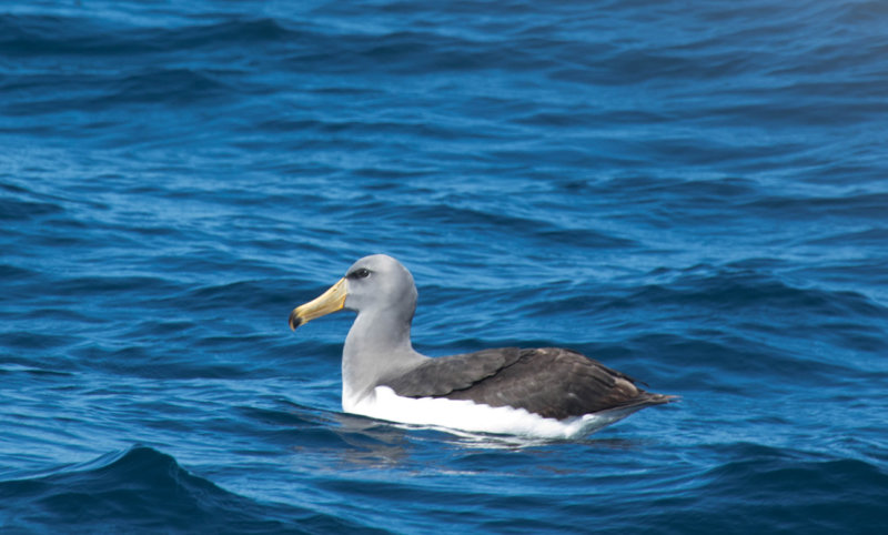 Chatham Albatross (Thalassarche eremita) (subadult) Chile - Valparaiso - Pacific Ocean