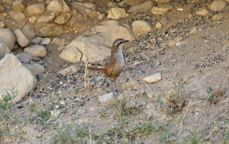 White-throated Tapaculo (Scelorchilus albicollis) Chile - Región Metropolitana, Farellones