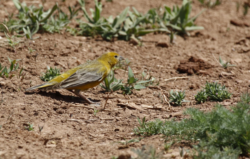  Greater Yellow-Finch (Sicalis auriventris) Chile - Región Metropolitana - Farrelones 