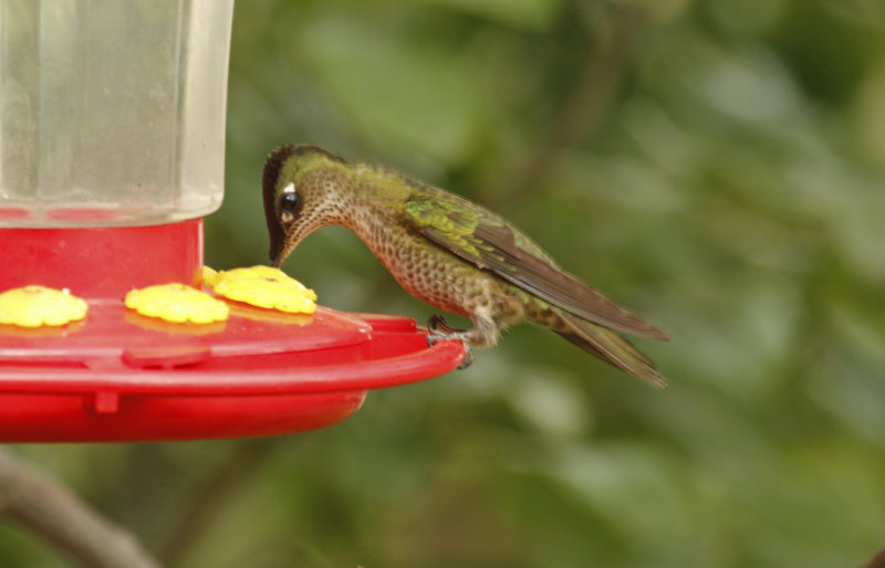 Green-backed Firecrown  (Sephanoides sephaniodes) Chile - Maule