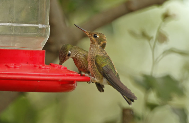 Green-backed Firecrown  (Sephanoides sephaniodes) Chile - Maule