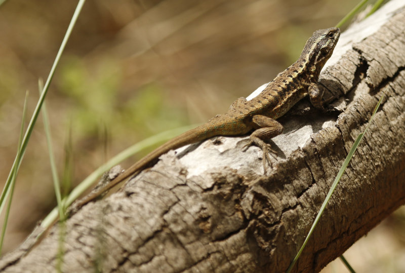 Thin Tree Iguana (Liolaemus tenuis) *Female* Chile - Maule - Altos del Lircay National Park