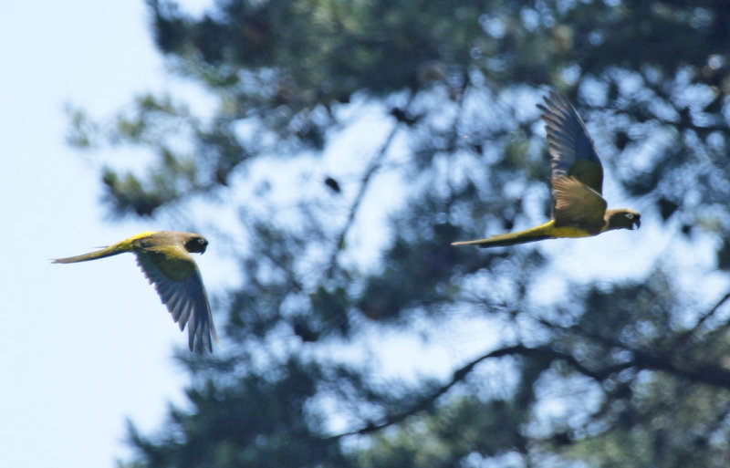 Burrowing Parrot (Cyanoliseus patagonus bloxami) Chile - Maule