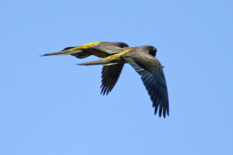 Burrowing Parrot (Cyanoliseus patagonus bloxami) Chile - Maule