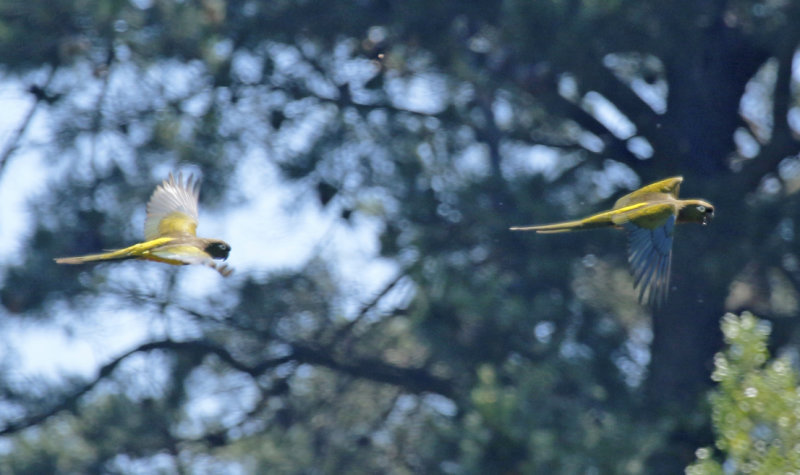 Burrowing Parrot  (Cyanoliseus patagonus bloxami) Chile - Maule