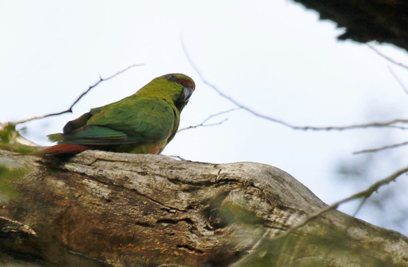 Austral Parakeet (Enicognathus ferrugineus) Chile - Maule - Altos del Lircay National Park