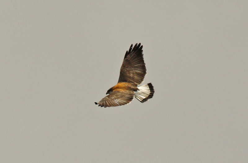 Variable Hawk (Geranoaetus polyosoma polyosoma) Chile - Villarrica NP