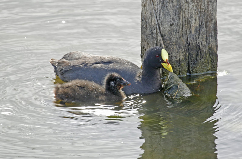 Red-gartered Coot (Fulica armillata) Chile - Punta Arenas - Humedal Tres Puentes