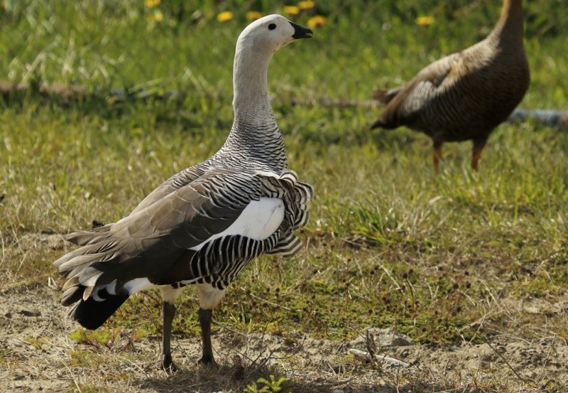 Upland or Magellanic Goose (Chloephaga picta) Chile - Punta Arenas - Humedal Tres Puentes