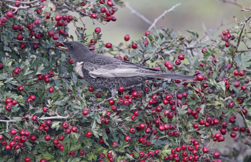 Ring Ouzel ssp torquatus (Turdus torquatus torquatus) Texel - De Tuintjes (NH)