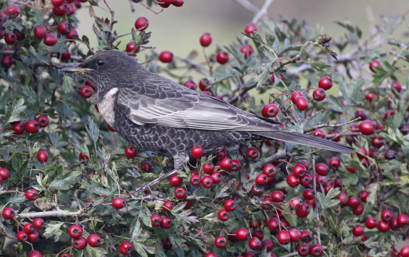 Ring Ouzel ssp torquatus (Turdus torquatus torquatus) Texel - De Tuintjes (NH)