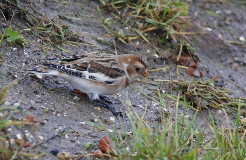 Snow Bunting (Plectrophenax nivalis) Texel - Haven Oudeschild - Waddenstrand (NH)