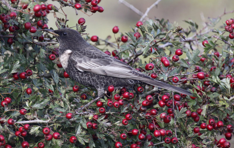 Ring Ouzel ssp torquatus (Turdus torquatus torquatus) Texel - De Tuintjes (NH)