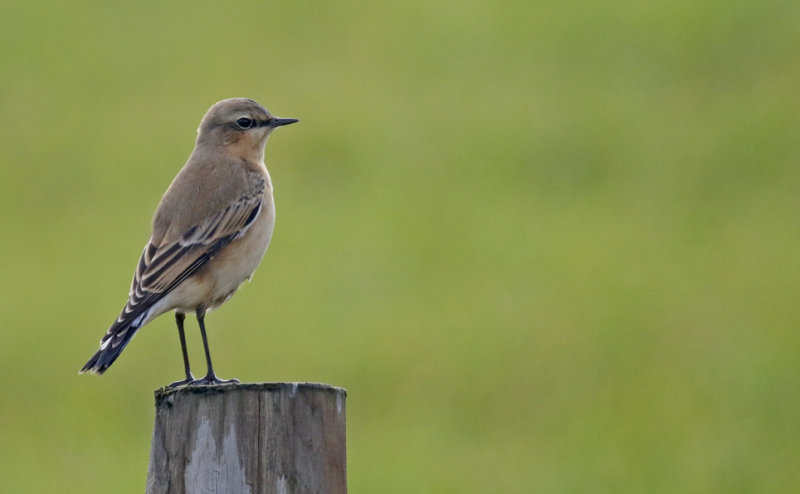  Northern Wheatear (Oenanthe oenanthe) Texel - Ottersaat (NH) 