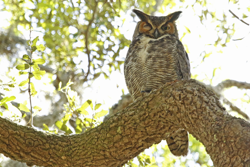 Great Horned Owl (Bubo virginianus) US Florida - Seminole - Lake Jesup Wilderness Area