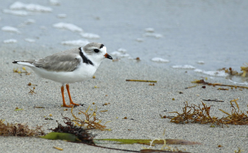 Piping Plover (Charadrius melodus) US Florida - Key Biscayne - Bill Baggs Cape Florida State Park
