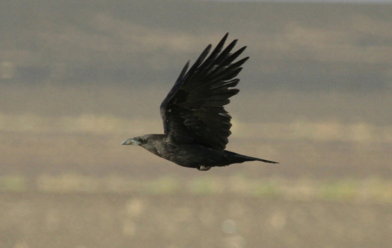 Brown-necked Raven (Corvus ruficollis) Morocco - Bni M'Hamed Sijelmassa