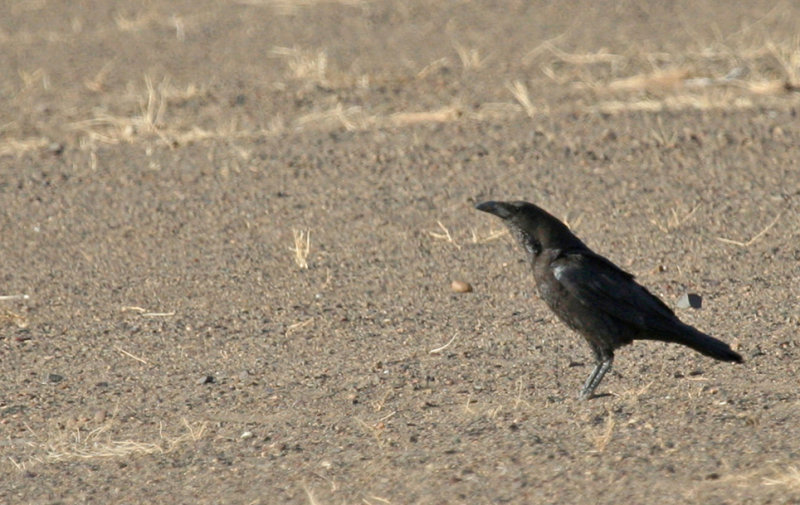 Brown-necked Raven (Corvus ruficollis) Morocco - Bni MHamed Sijelmassa