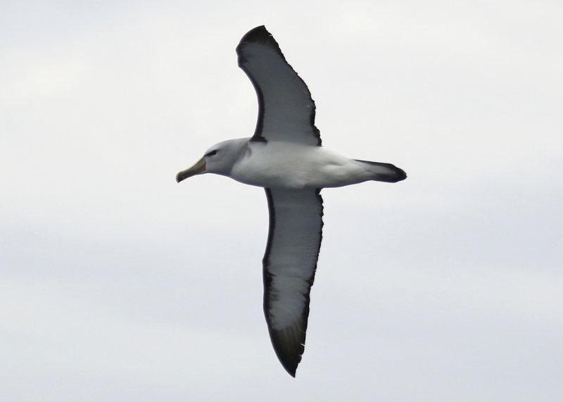 Salvin's Albatross (Thalassarche salvini) Chile - Valparaíso Pelagic Trip