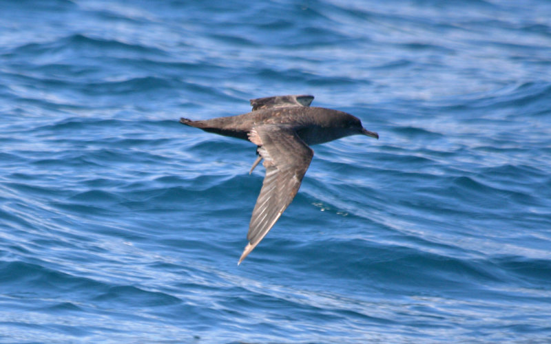 Sooty Shearwater (Puffinus griseus) Cape Town Pelagic