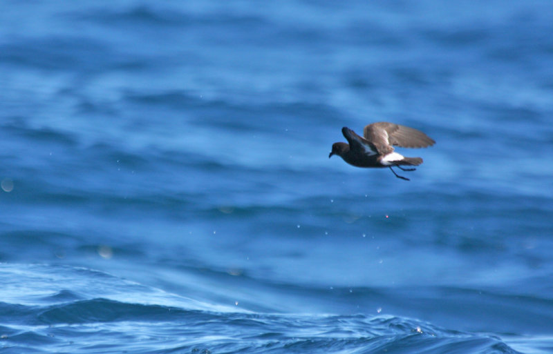 European Storm-Petrel (Hydrobates pelagicus) Cape Town Pelagic