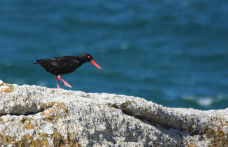 African Oystercatcher (Haematopus moquini) Simonstown, Boulder's Beach