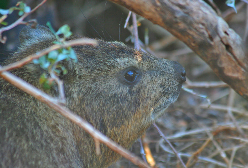 Rock Hyrax (Procavia capensis) Simonstown, Boulder's Beach