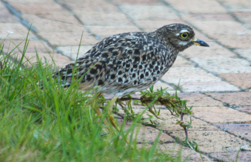 Spotted Thick-knee (Burhinus capensis damarensis) Simonstown