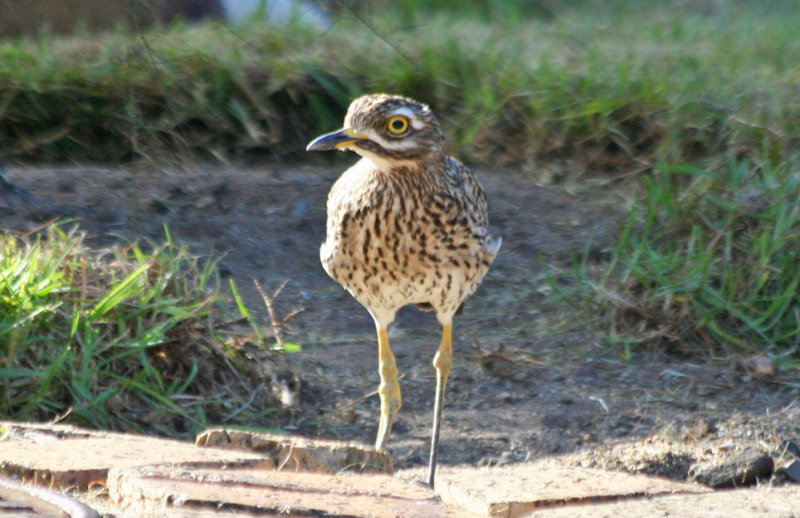 Spotted Thick-knee (Burhinus capensis) Western Cape - Simonstown