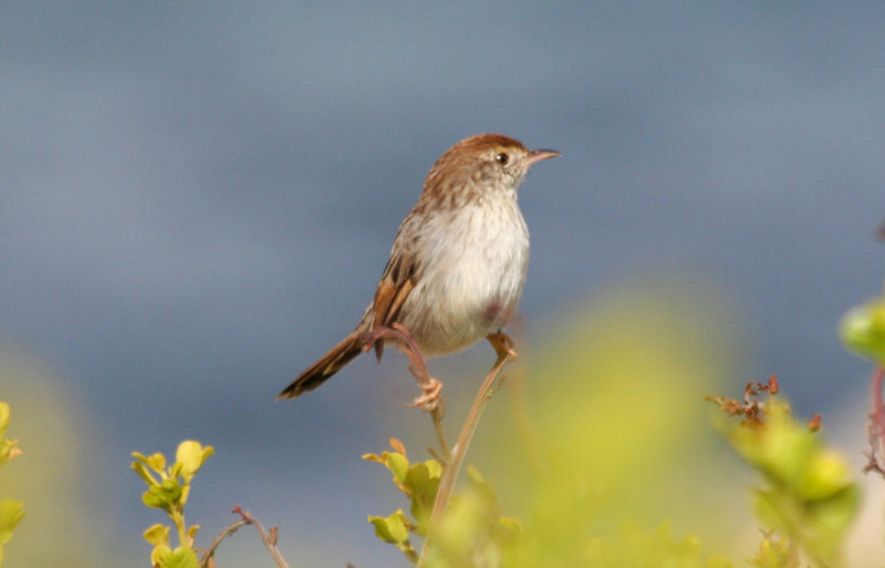 Red-headed Cisticola (Cisticola subruficapilla subruficapilla) Simonstown - Boulders Beach