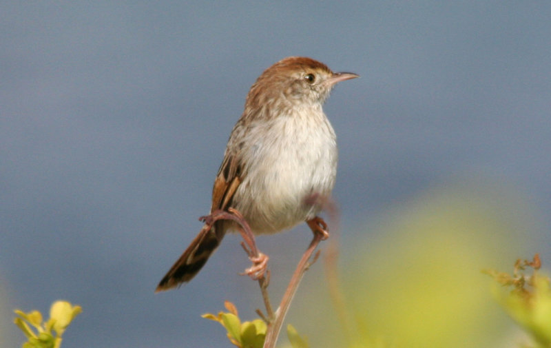 Red-headed Cisticola (Cisticola subruficapilla subruficapilla) Simonstown - Boulders Beach