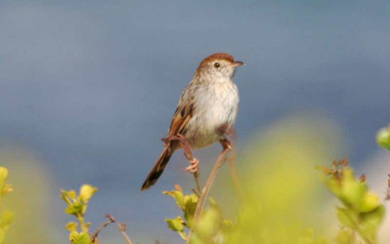 Red-headed Cisticola (Cisticola subruficapilla subruficapilla) Simonstown - Boulders Beach