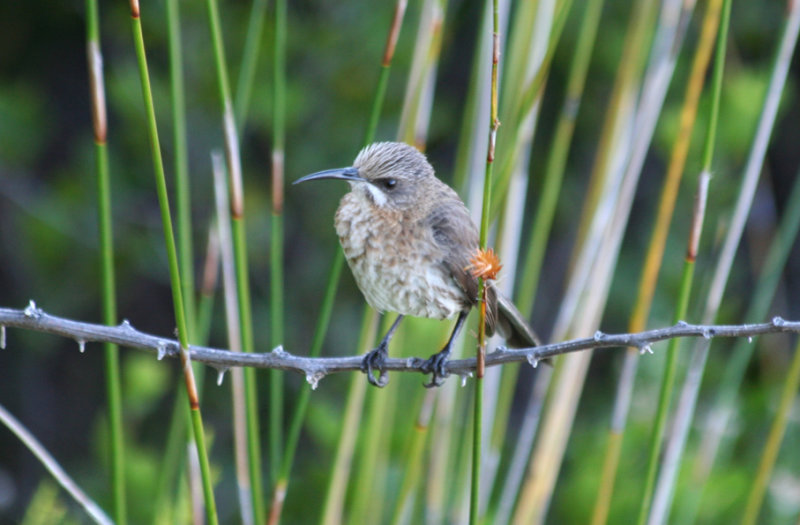 Cape Sugarbird (Promerops cafer) Simons Town - Avian Leisure