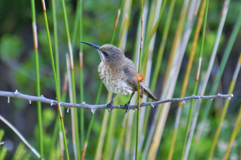 Cape Sugarbird (Promerops cafer) Simons Town - Avian Leisure