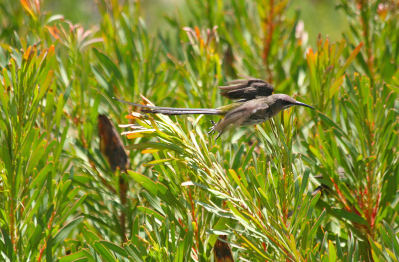 Cape Sugarbird (Promerops cafer) Simons Town - Avian Leisure