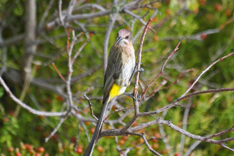 Cape Sugarbird (Promerops cafer) Simons Town - Avian Leisure