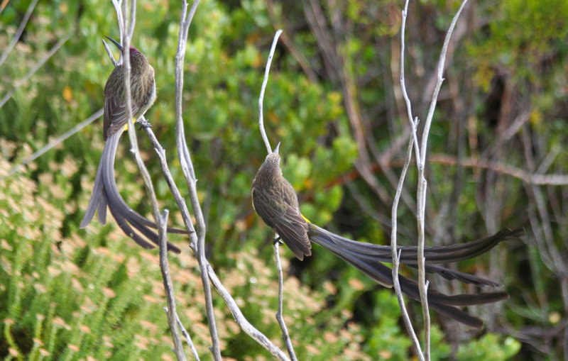 Cape Sugarbird (Promerops cafer) Simons Town - Avian Leisure
