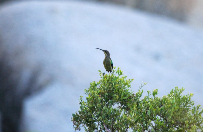 Malachite Sunbird (Nectarinia famosa) Simonstown, Boulders Beach