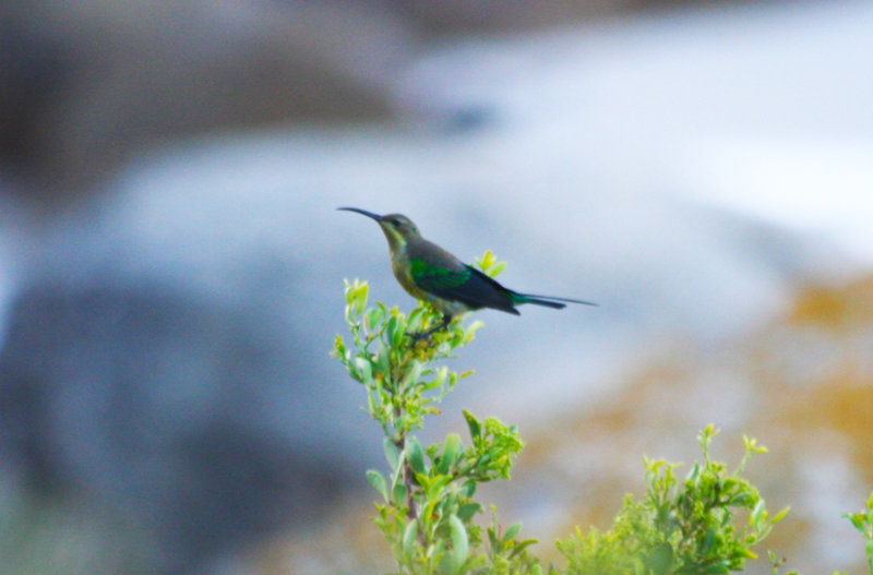 Malachite Sunbird (Nectarinia famosa) Simonstown, Boulders Beach