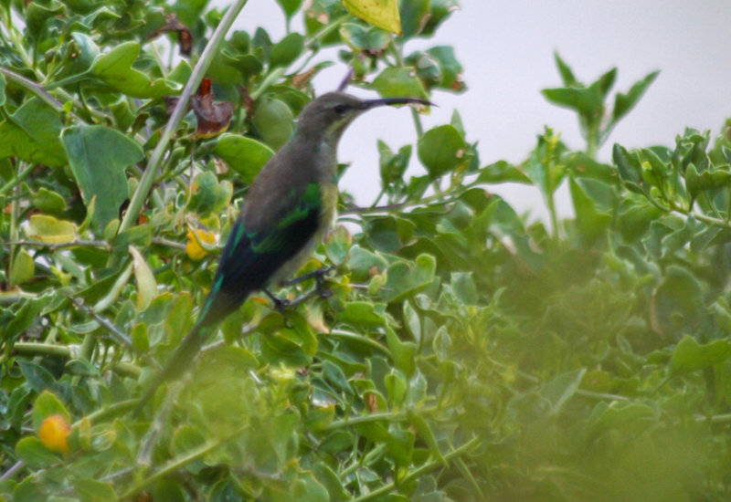Malachite Sunbird (Nectarinia famosa) Simonstown, Boulders Beach